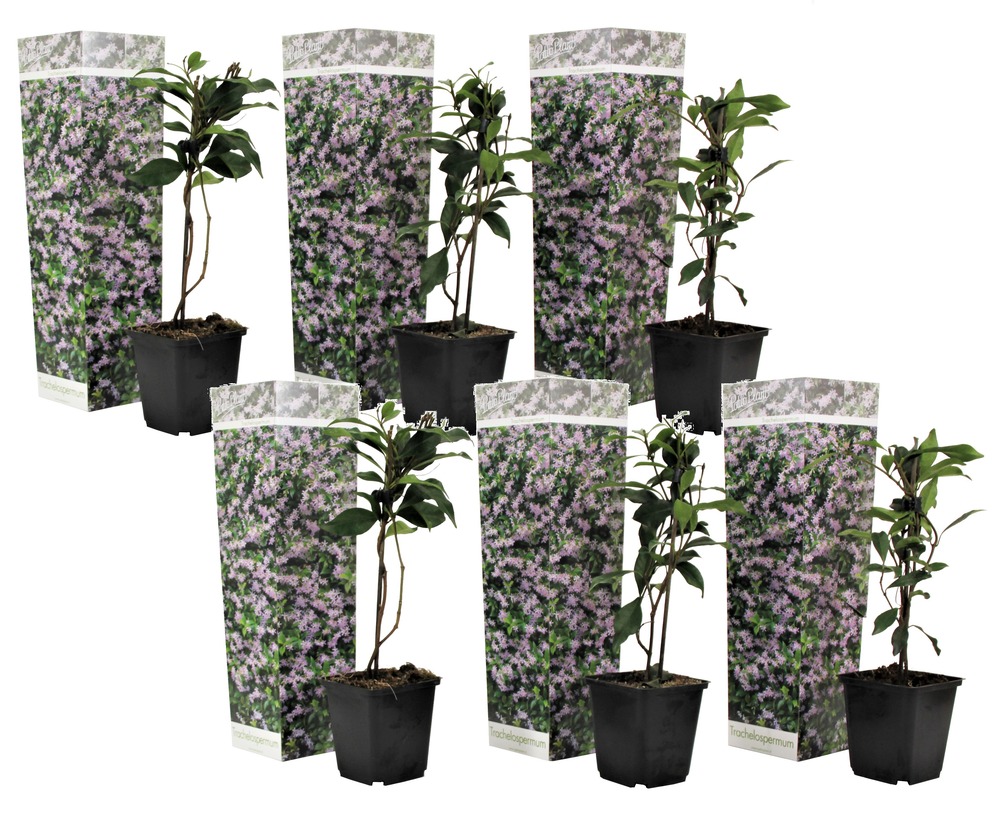 Jasmin toscan - set de 6 - rose - plantes de jardin - pot 9cm - hauteur 25-40cm