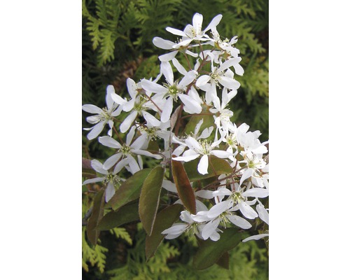 Koperen krentenboom FloraSelf Amelanchier lamarckii H 50-60 cm Co 4 L