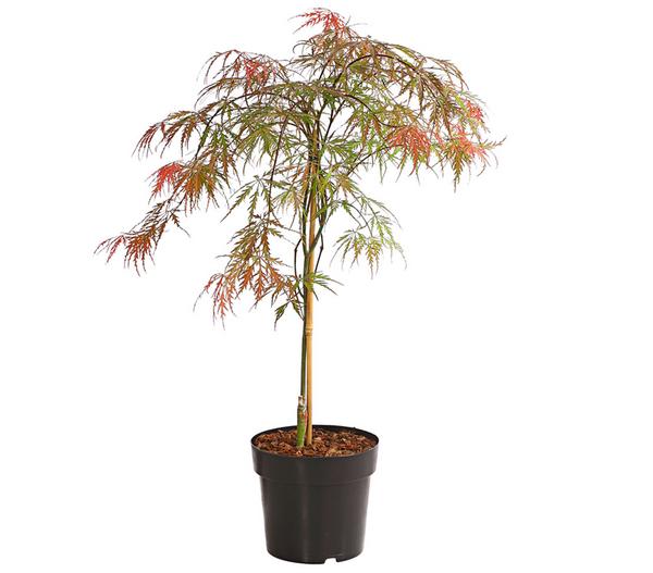 Dunkelroter Schlitz-Ahorn 'Dissectum Garnet'