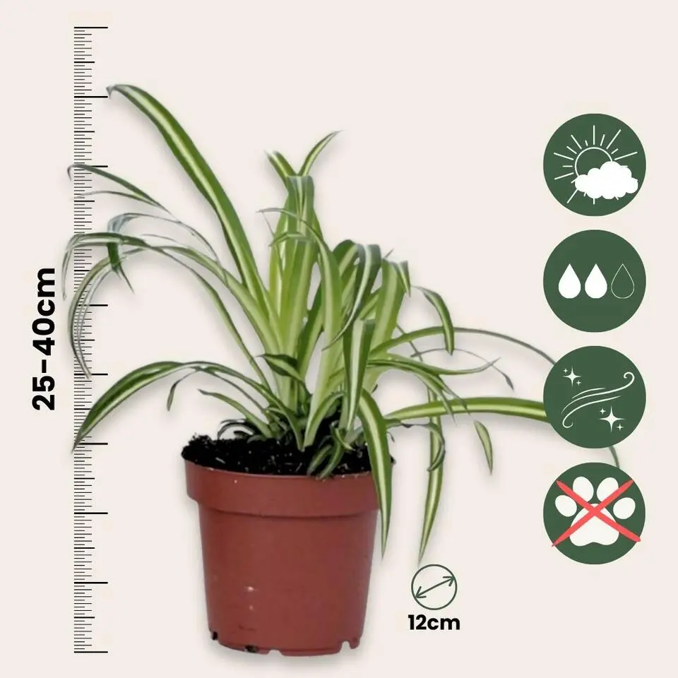 Graslelie - Chlorophytum comosum 'Atlantic' - Hoogte 25-40cm - ⌀12cm