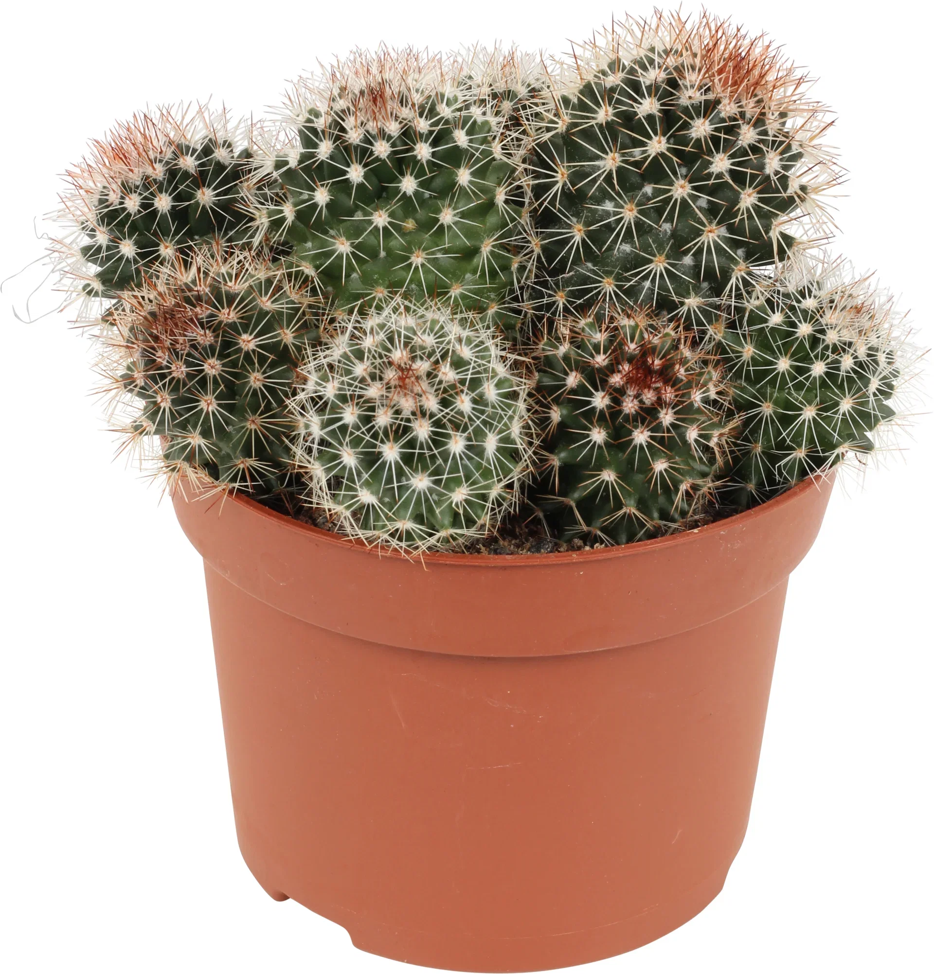 Cactus Kaktus miks Høyde 20 cm