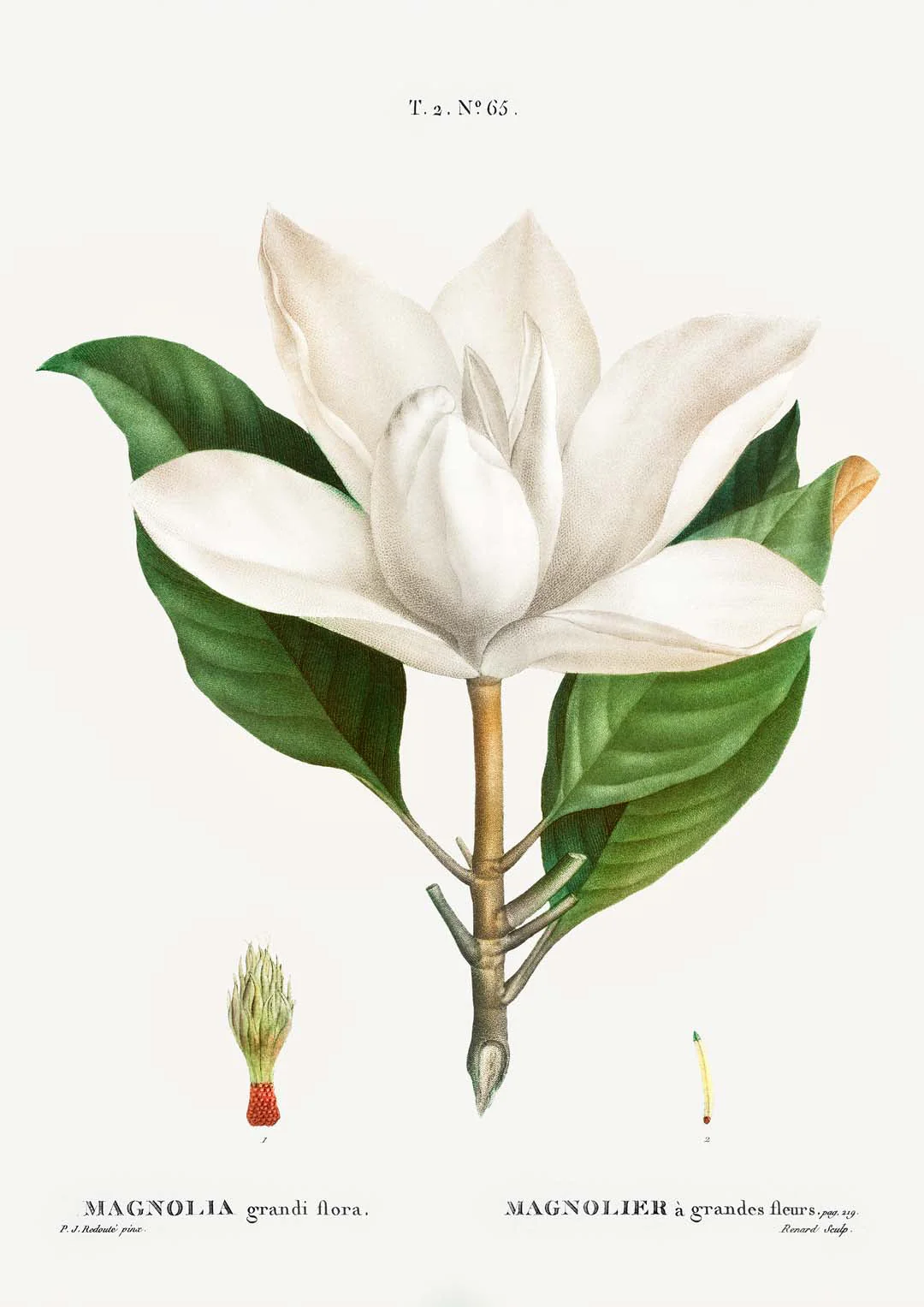 Magnolia Grandiflora Blume