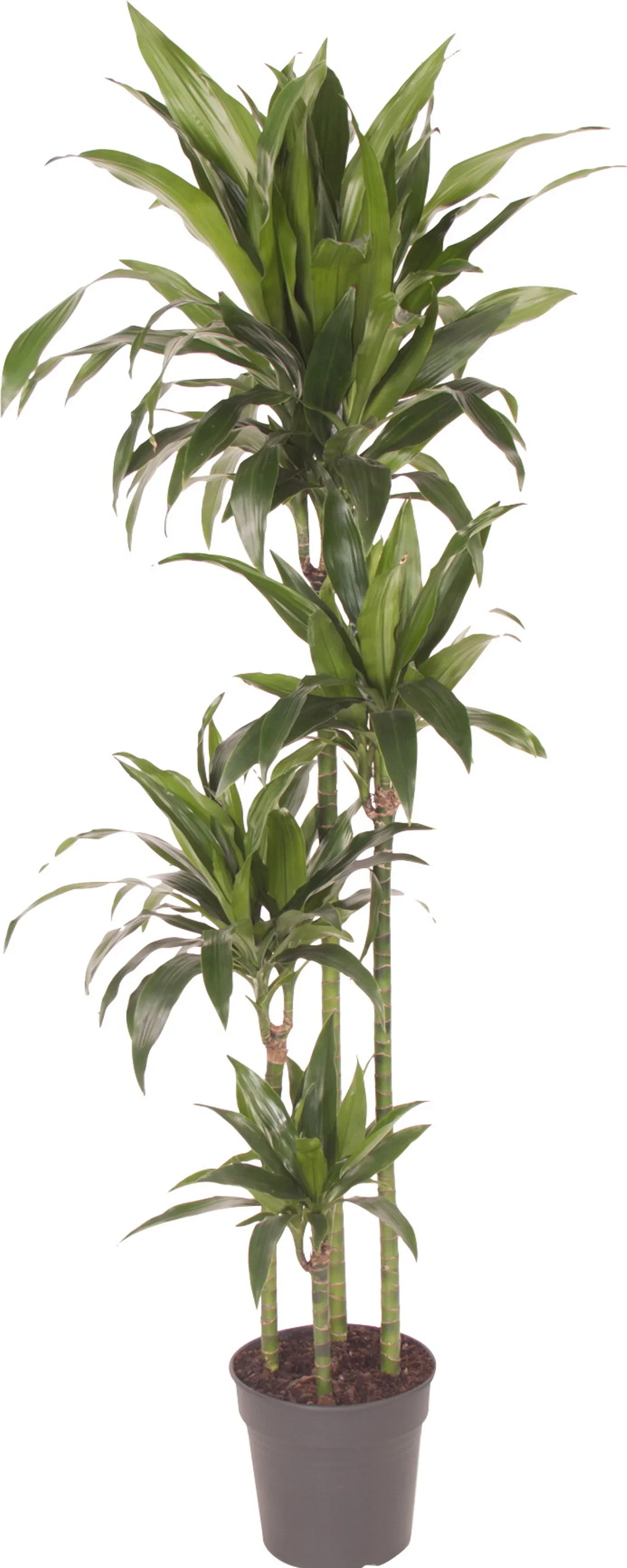 Dracaena fragrans Dracaena Høyde 180 cm