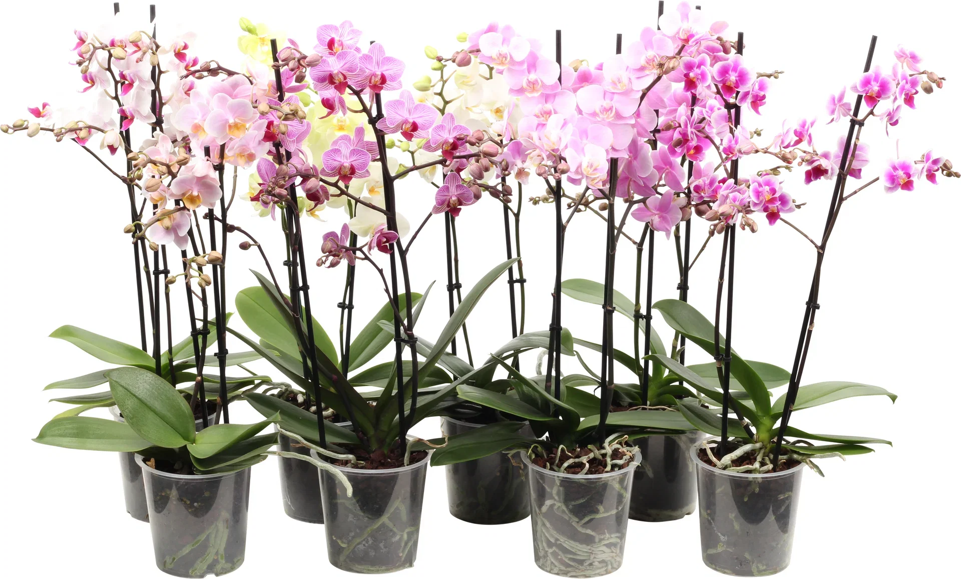 Phalaenopsis hybrid Orkidé Høyde 45 cm