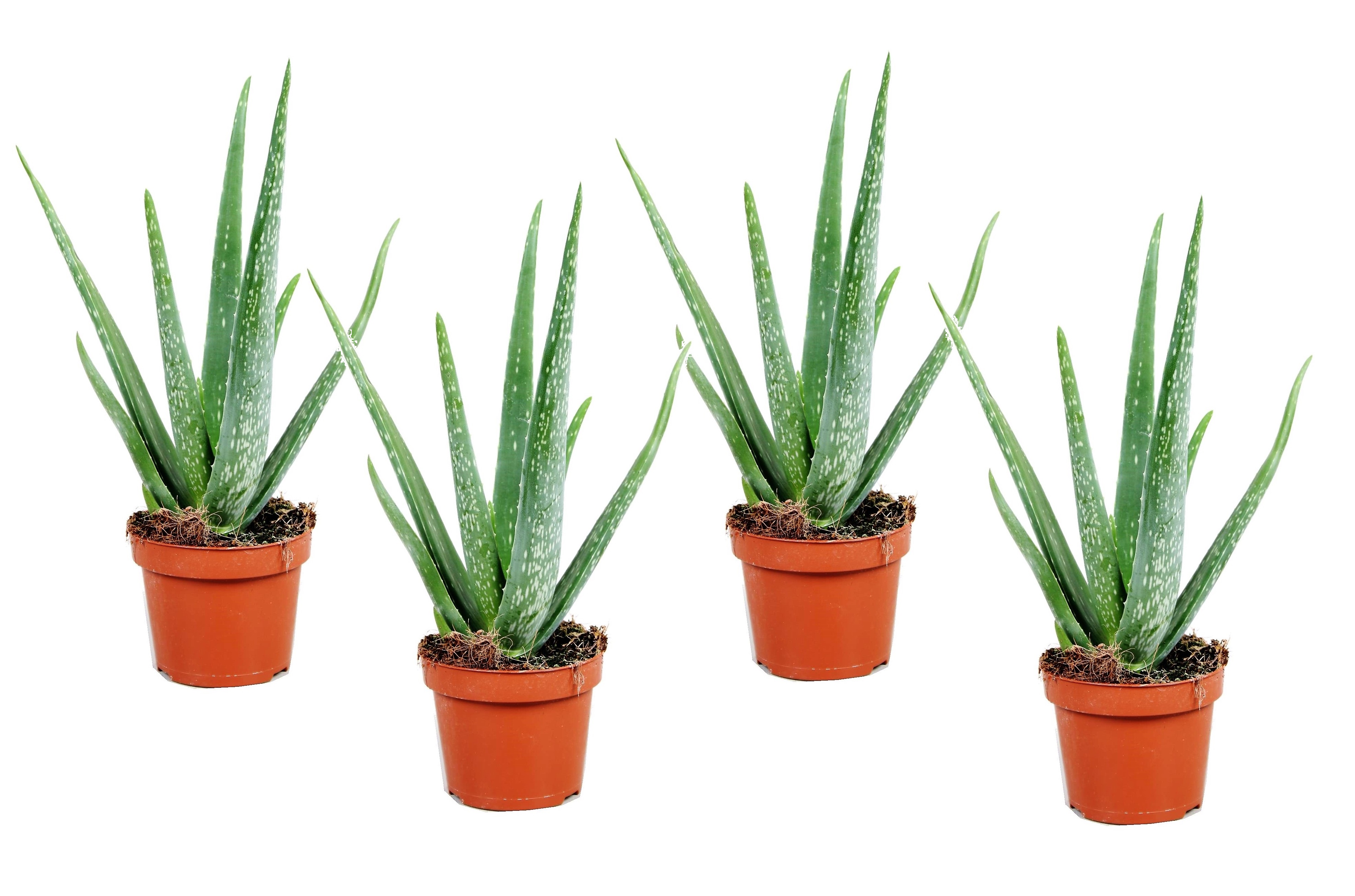 Aloe vera - set de 4 - succulentes - pots 10,5cm - hauteur 25-40cm