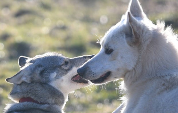 Husky Schlittenfahrt Neu Benthen