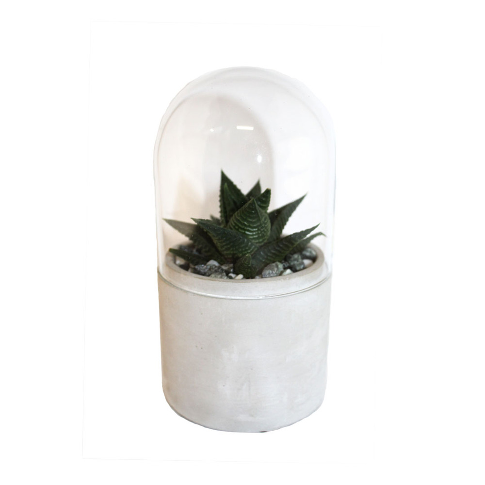 Mini kit terrarium succulente vert