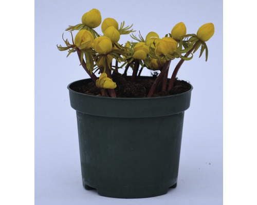Winterling FloraSelf Eranthis hyemalis Ø 9 cm pot
