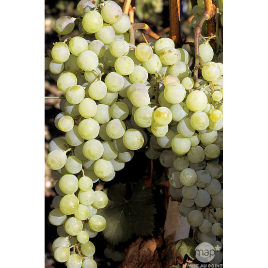 Vigne 'Muscat d'Alexandrie' : pot de 3 litres