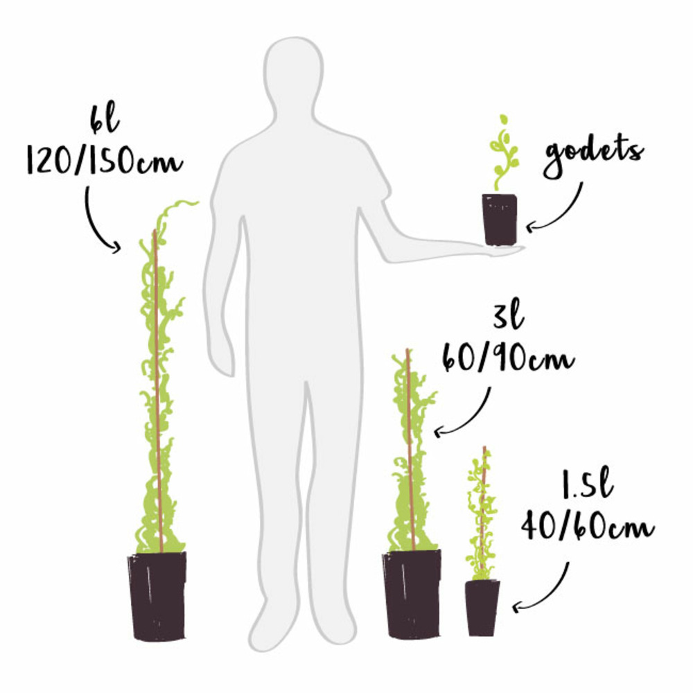 Framboisier 'zeva' - framboisier zeva 3l