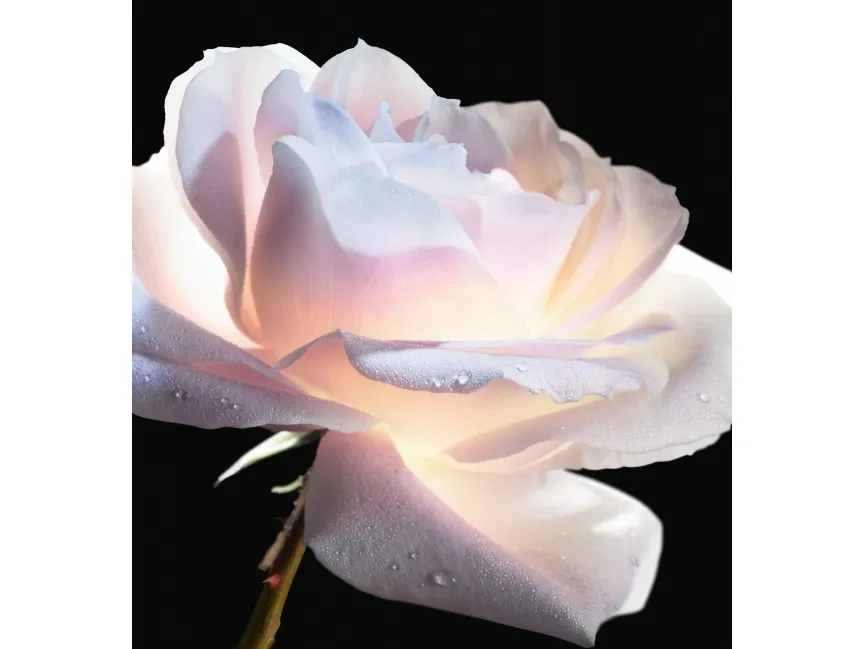 Dior Prestige La Micro-Huile de Rose Przeciwstarzeniowe serum do twarzy i szyi 75ml