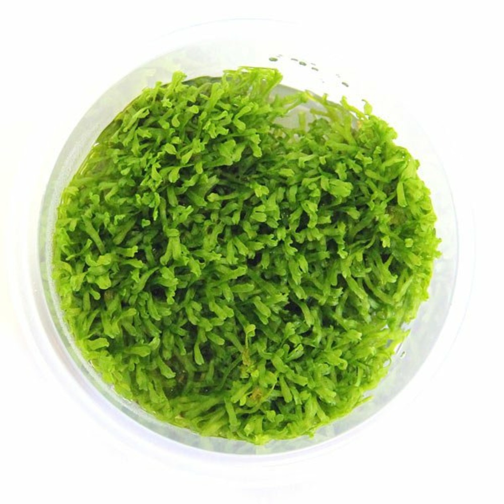 Riccia fluitans in vitro