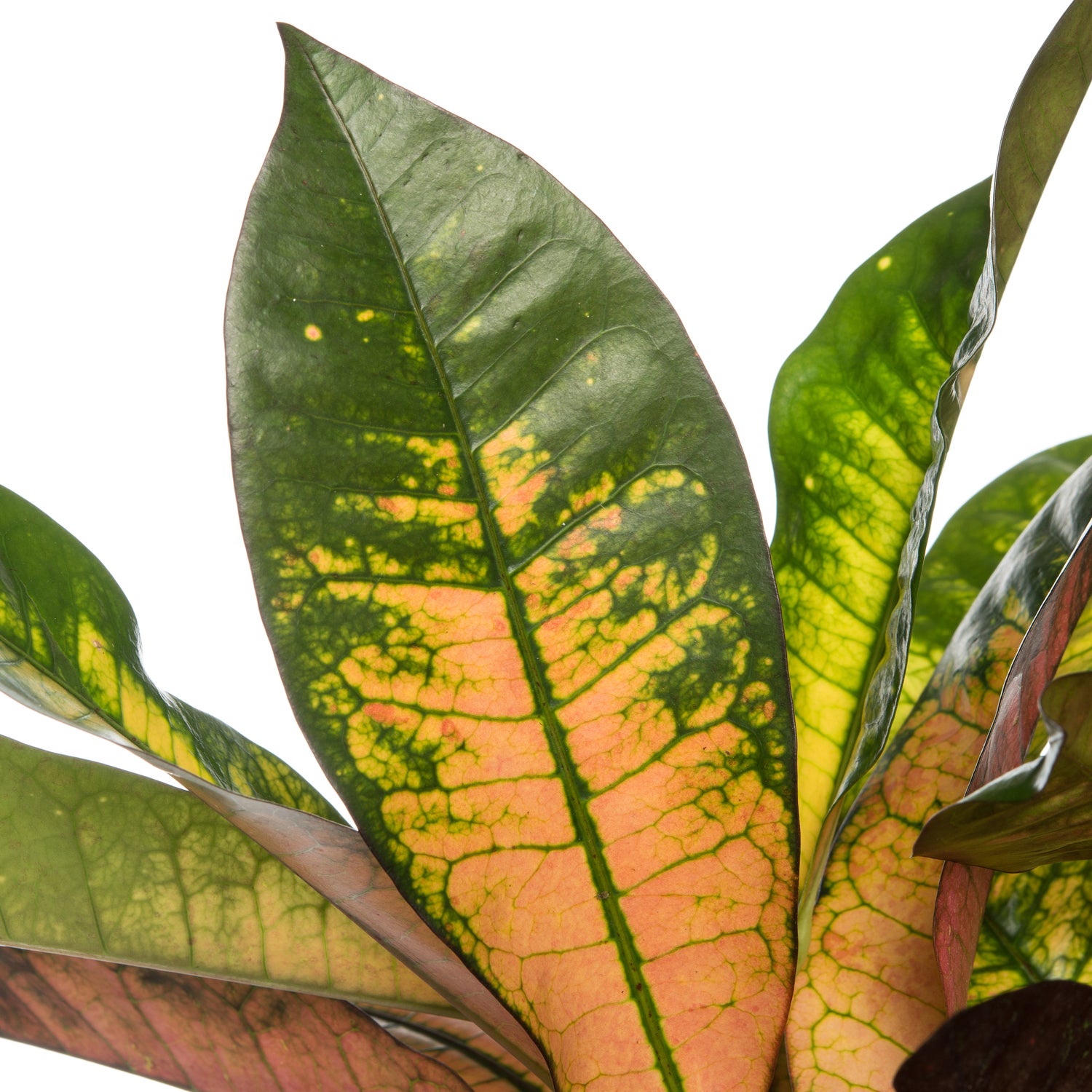 Croton (Codiaeum variegatum 'Mrs Iceton') D 31 H 140 cm