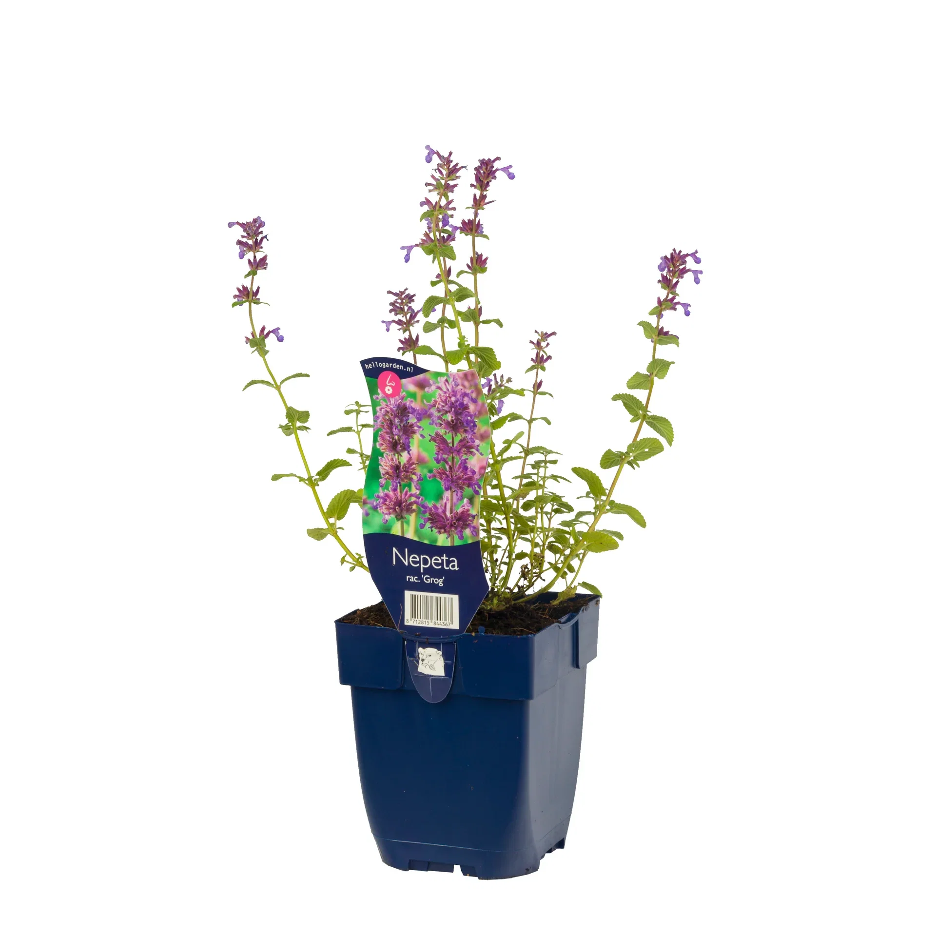 Nepeta racemosa 'Grog' Hagekattemynte ‘Grog’ Ø11 cm