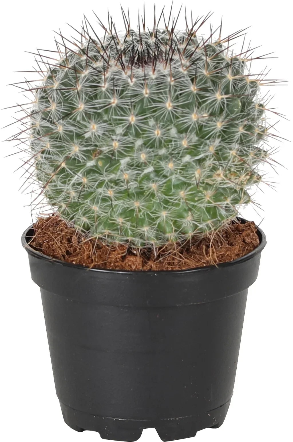 Cactus mix Kaktus mini miks Høyde 10 cm