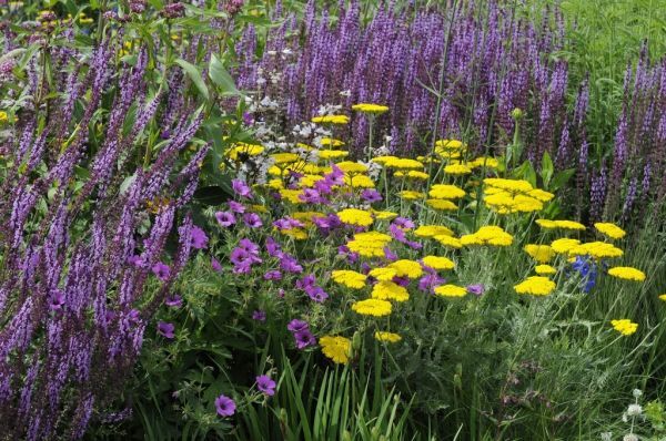 Intratuin borderpakket leve-de-wildernis 11 stuks