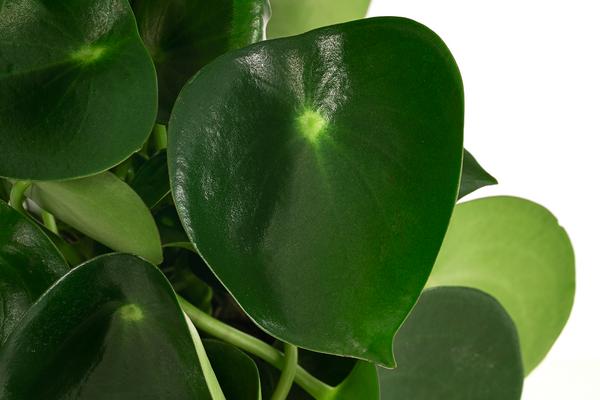 Peperomie - Peperomia polybotrya 'Raindrop'