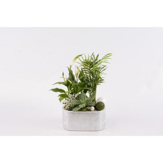 Compo Orchidée et 3 plantes, pot D21cm
