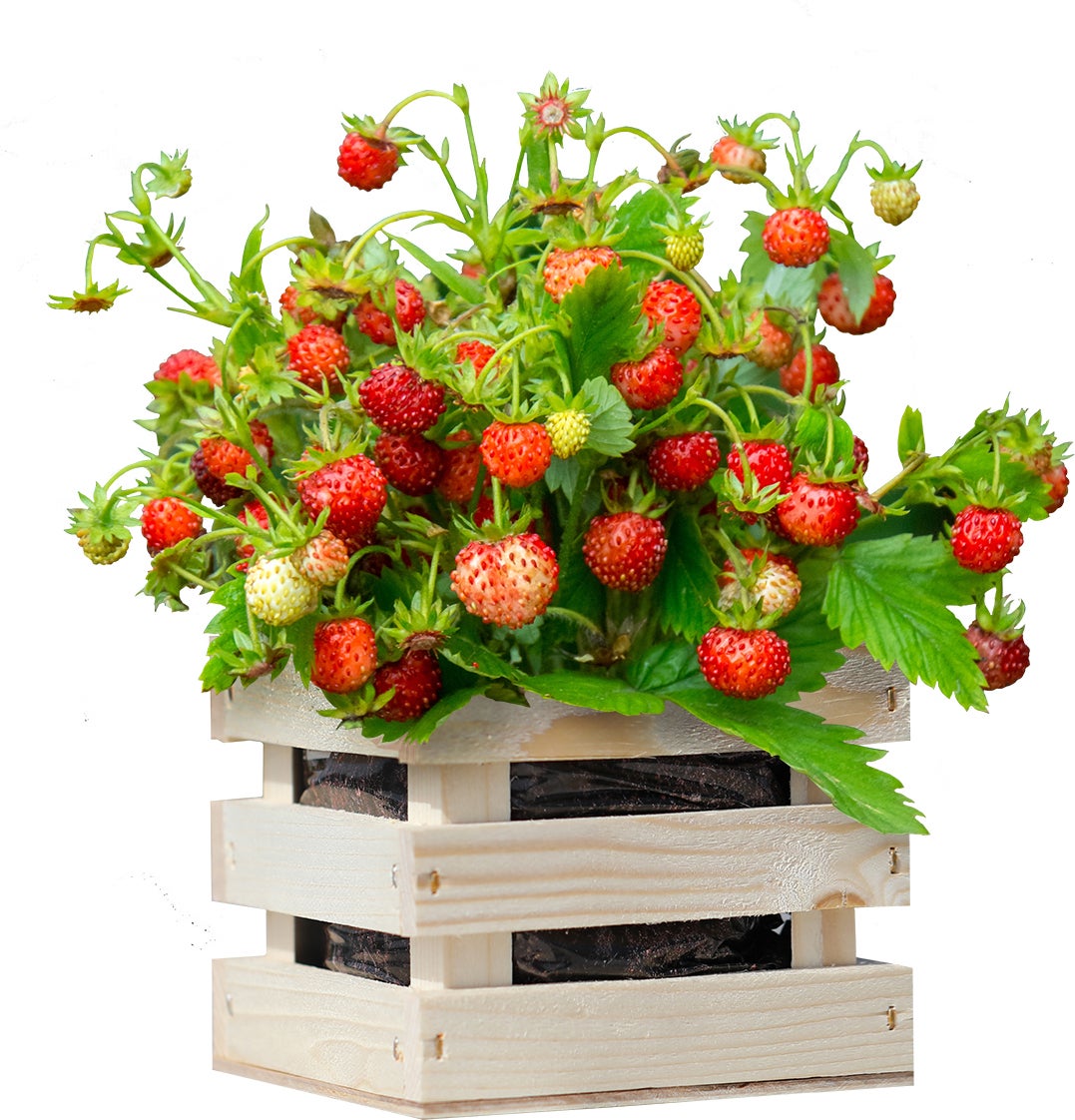 Baza Seeds Garden box kweekset Aardbei (Fragaria vesca) rood 10 x 11 x 12 cm