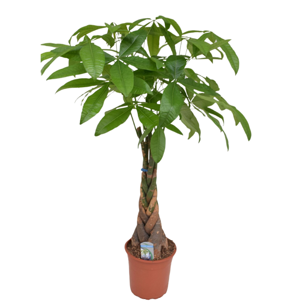 Pachira money tree (arbre à argent) xl