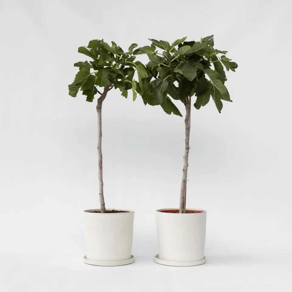 Vijgenboom - Set van 2 - Ficus Carica - Hoogte 70-90cm - ⌀21cm