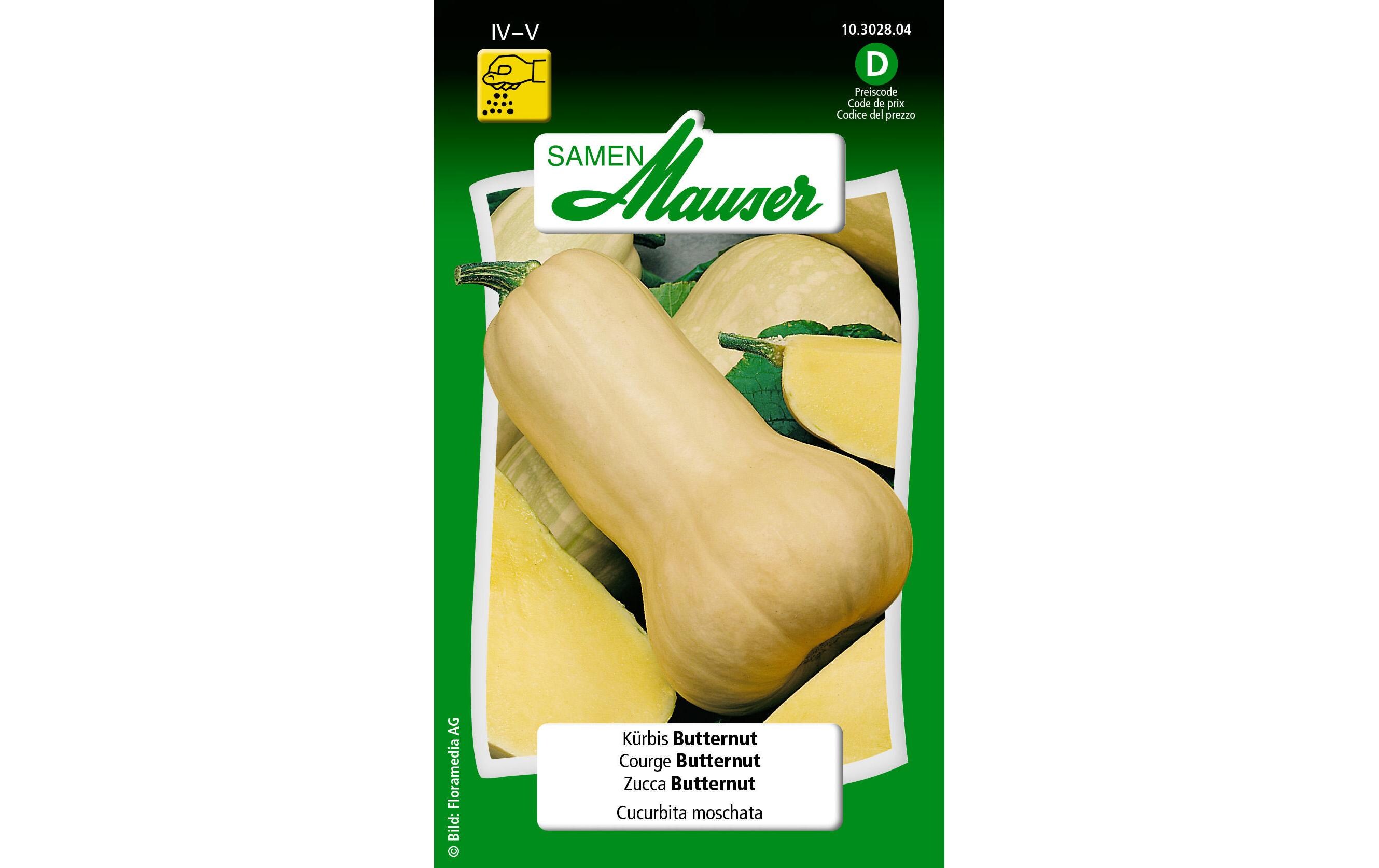 Samen Kürbis ButternutGemüsesamen