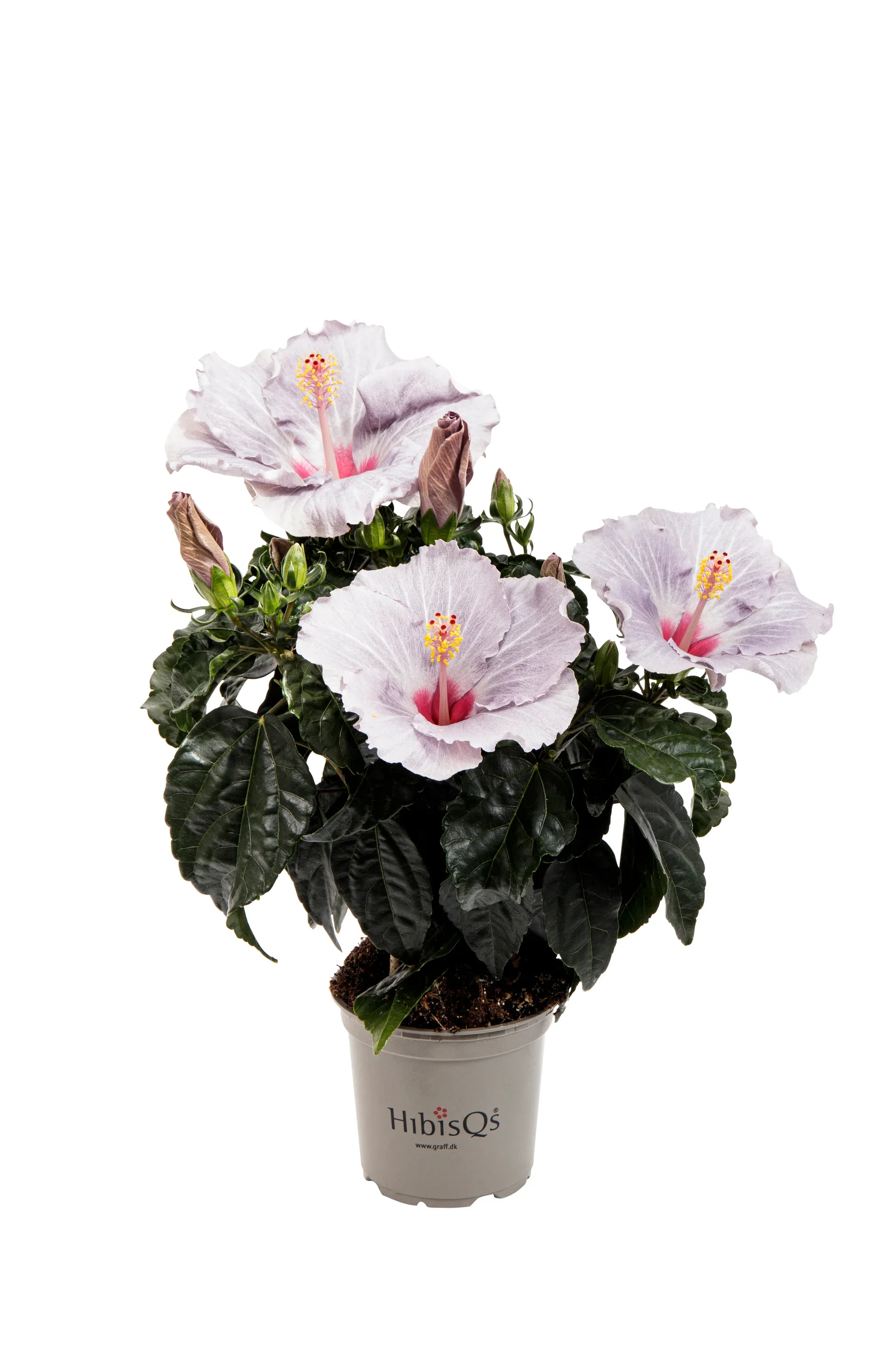 Hibiscus rosa-sinensis 'Cato' Hawaiirose 'Cato' Høyde 25 cm