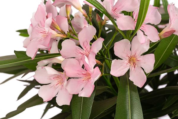 Oleander, Stämmchen, verschiedene Farben