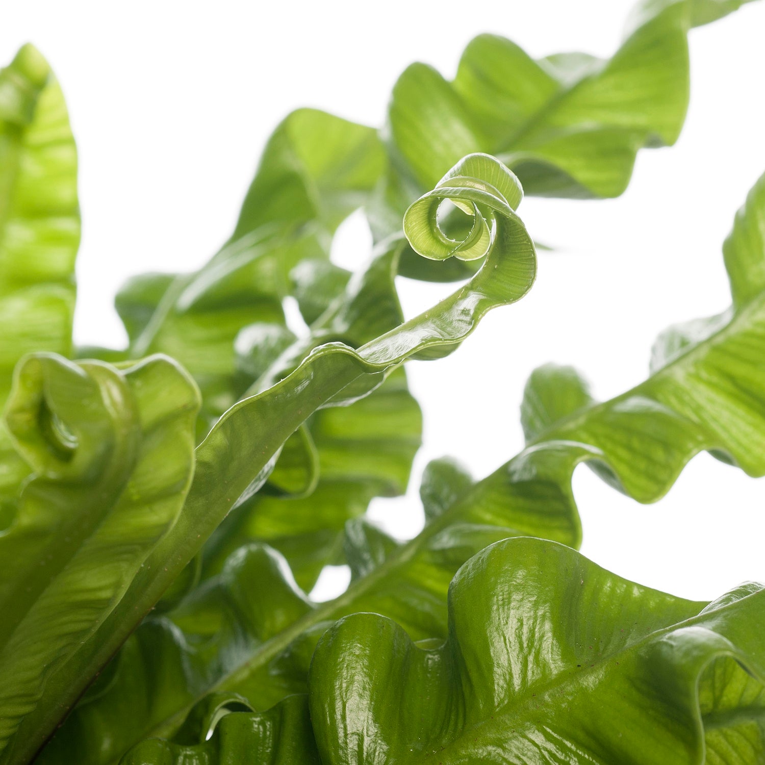 Nestvaren (Asplenium nidus 'Crispy Wave') D 12 H 20 cm