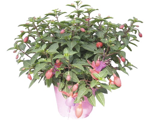 Fuchsia FloraSelf Fuchsia Cultivars Ø 14 cm pot