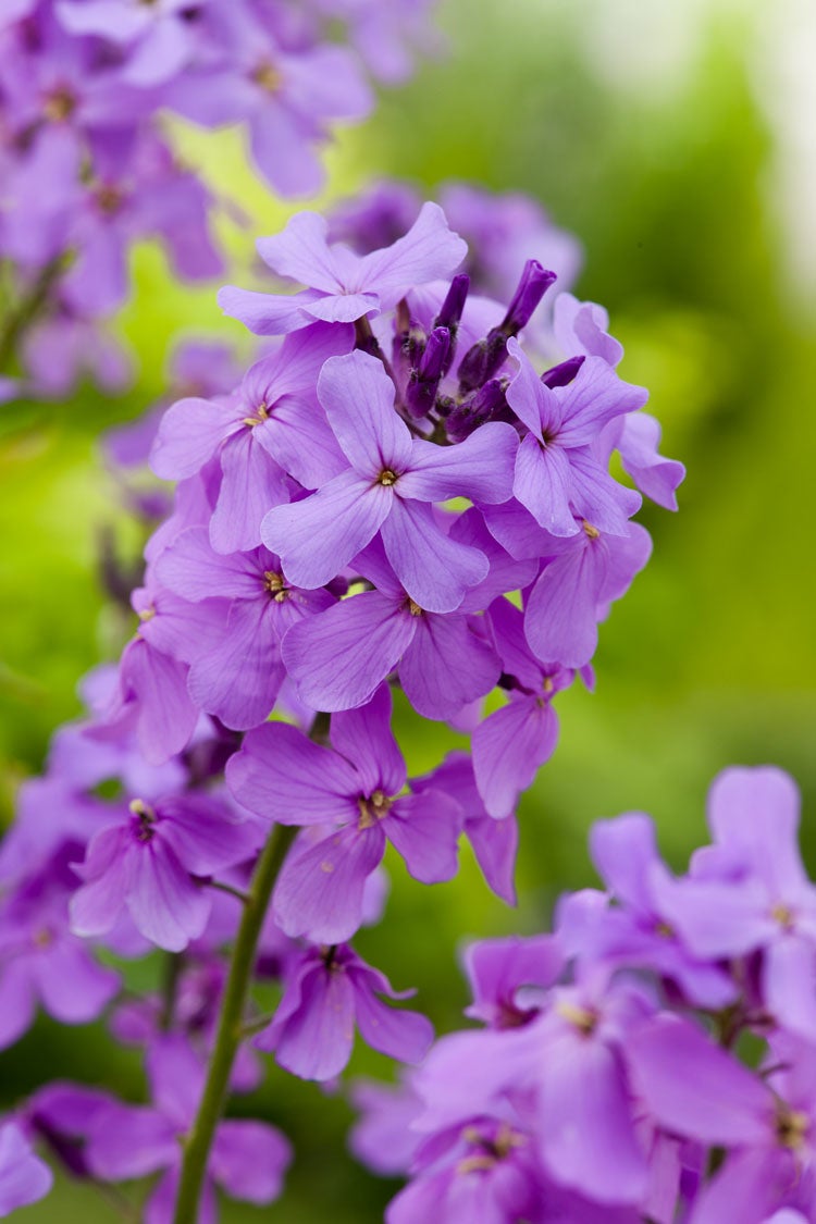 Damastbloem (Hesperis matronalis) D 11 H 10 cm