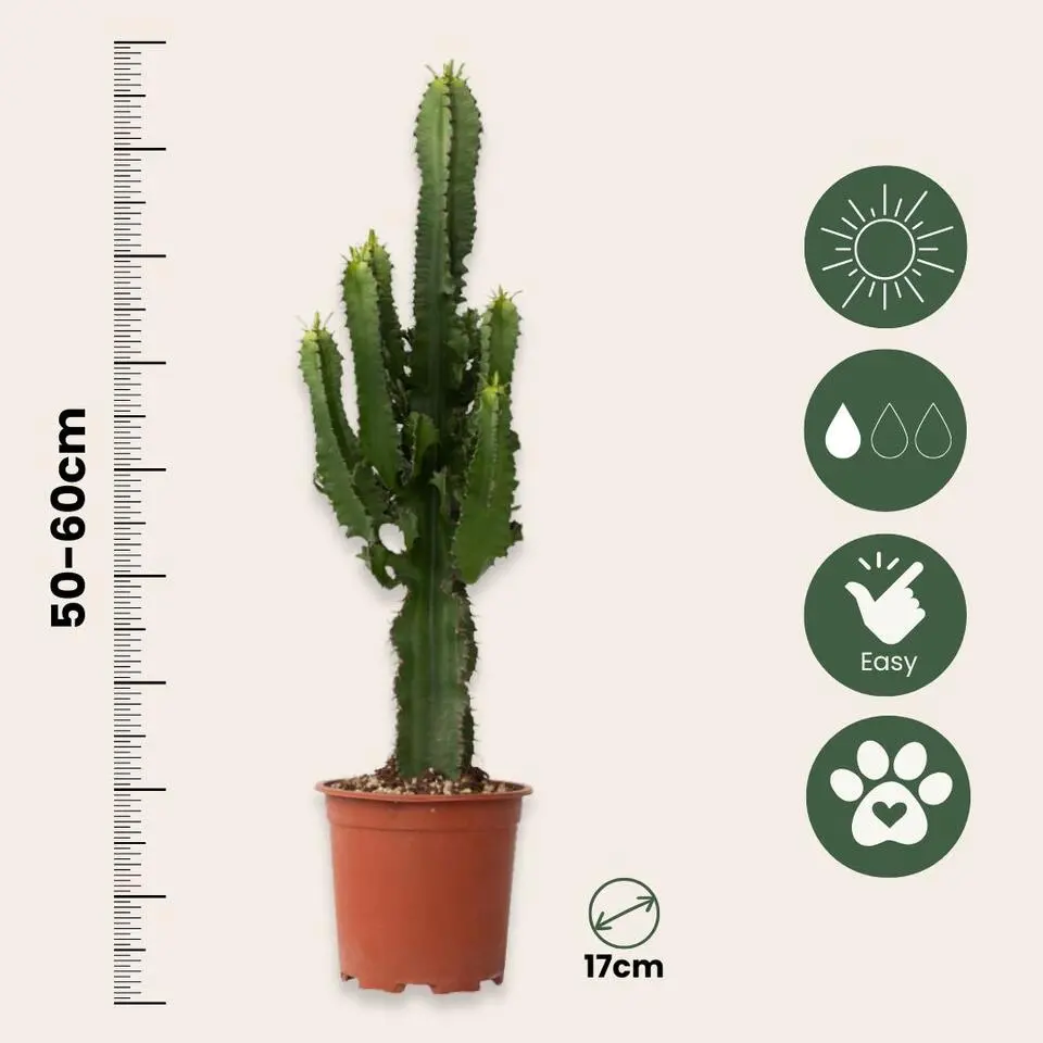 Cowboycactus - Euphorbia ingens - Hoogte 50-60cm - ⌀17cm