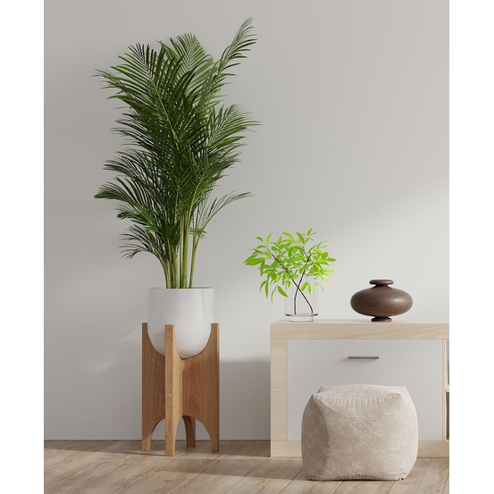 Palmier, Areca Dypsis - pot D.21 cm