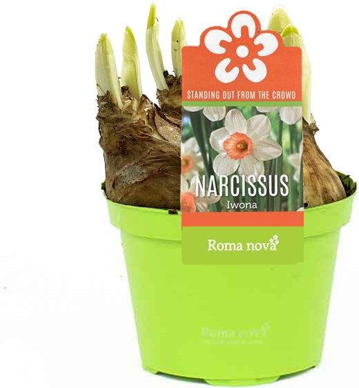 Narcis (Narcissus 'Iwona') D 9 H 11 cm