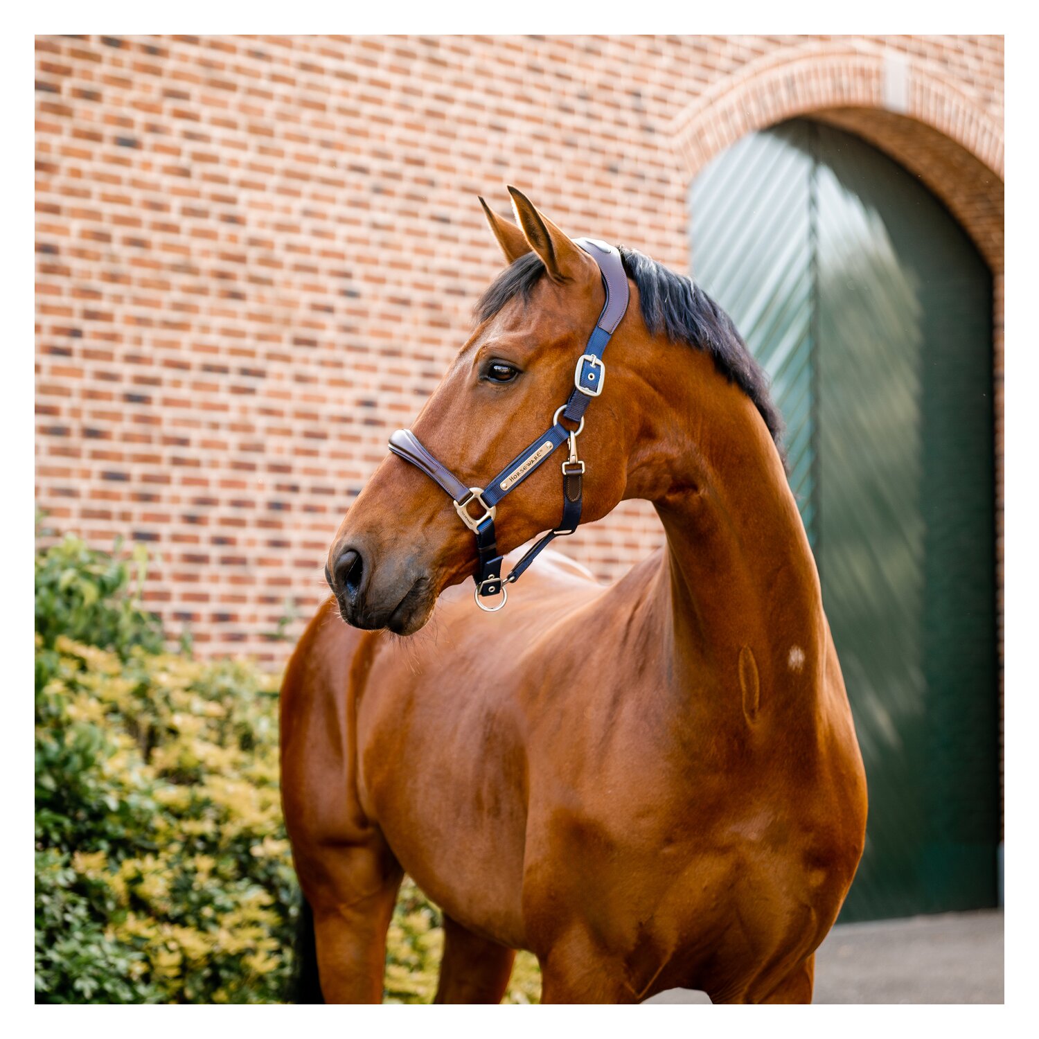 HORSEWARE Signature Halfter  - brown/navy