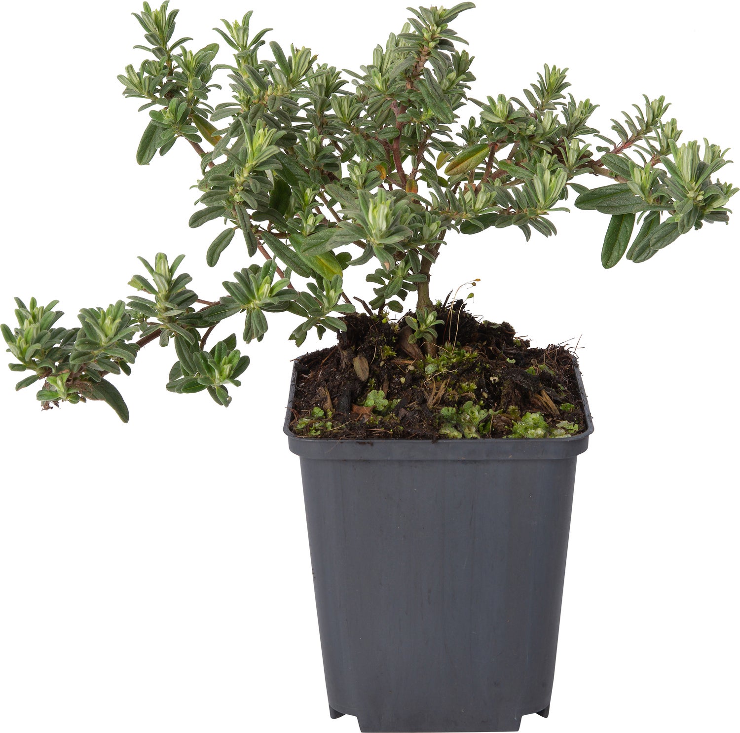 Zonneroosje (Helianthemum 'Ben Hope') D 9 H 10 cm