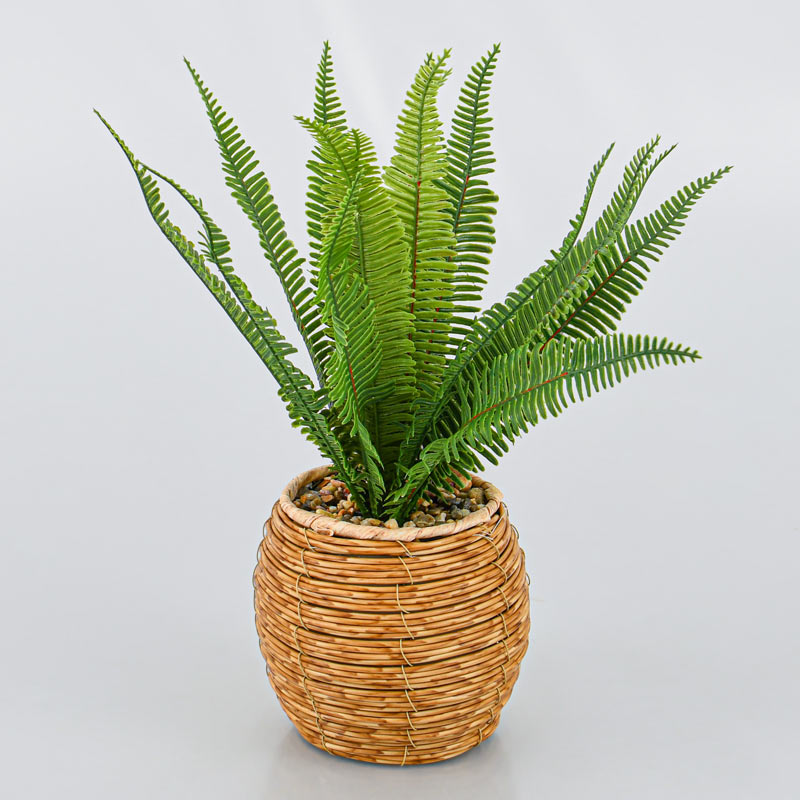 Fougère en pot