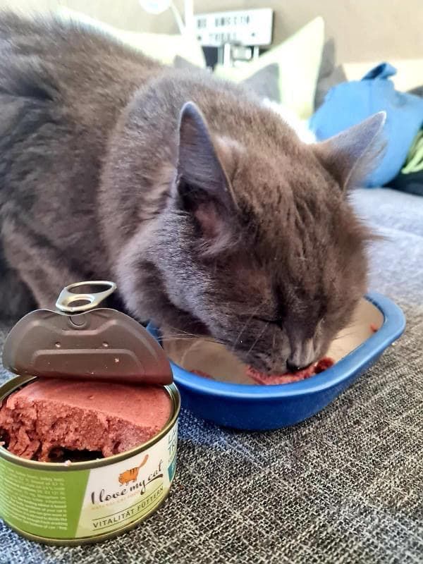 I love my cat Katzenfutter Nass mit Lachs und Truthahn