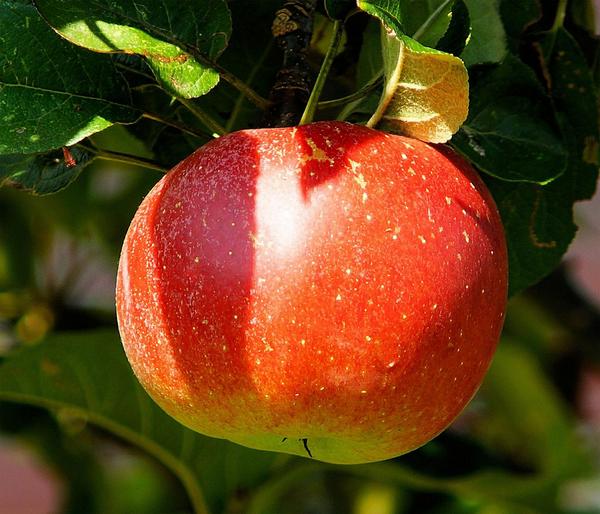 Bio Winterapfel 'Cox Orange Pippin'