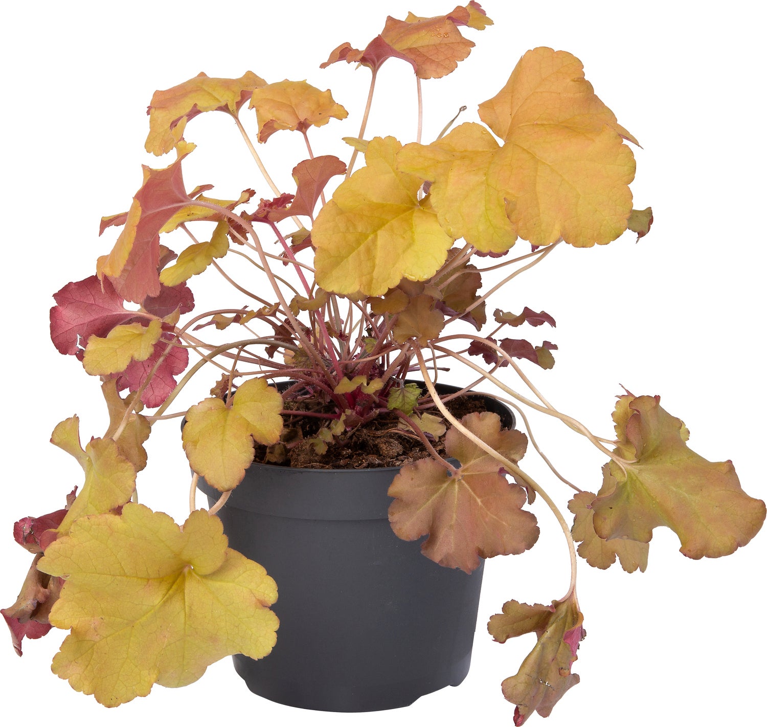Purperklokje (Heuchera 'Marmalade') D 15 H 25 cm