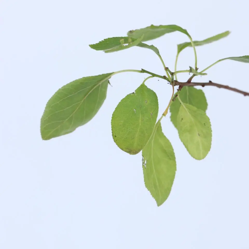 Pruimenboom - Prunus domestica 'Opal' - Hoogte 90-100cm - ⌀21cm