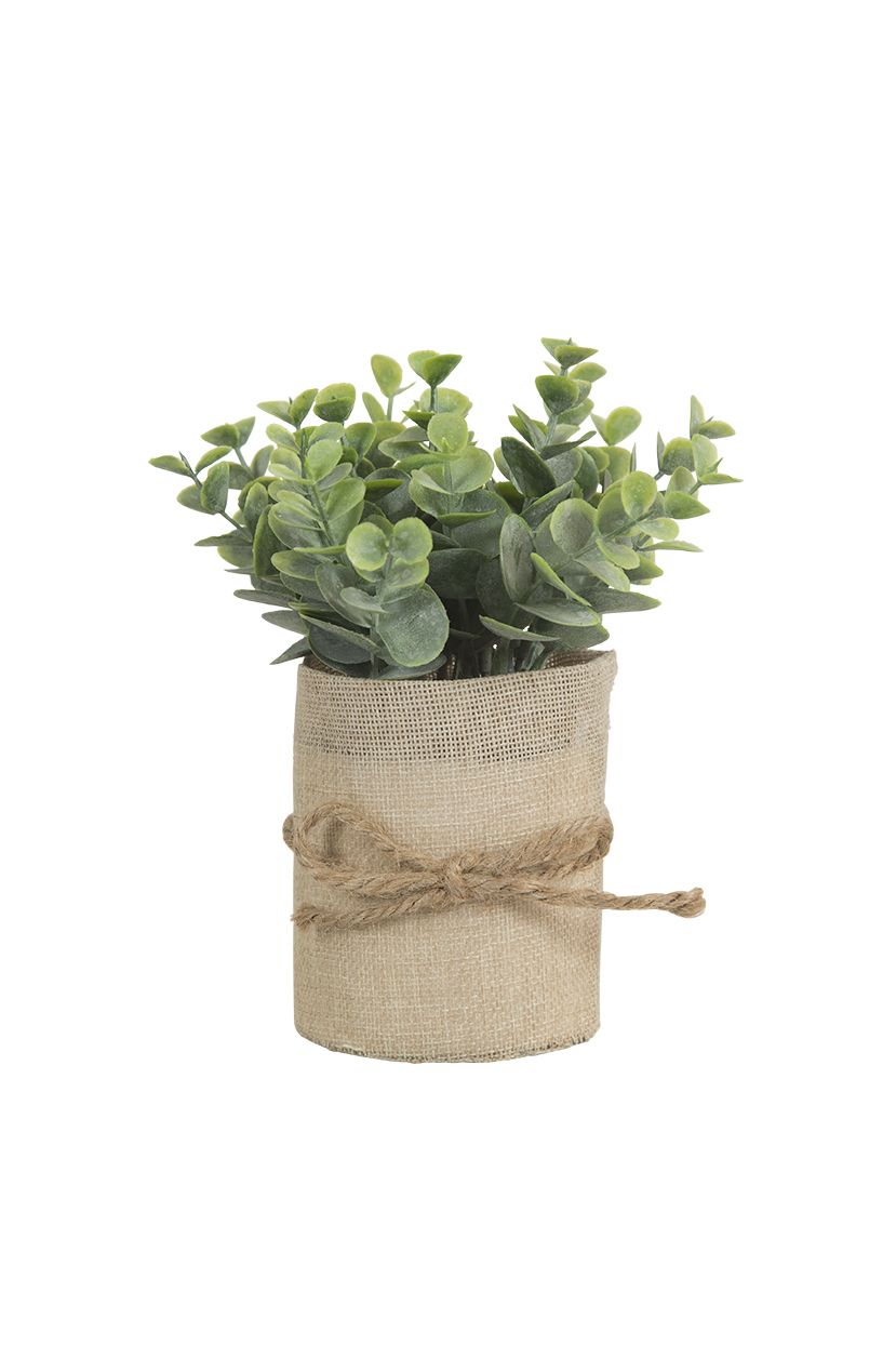 Plante i striepotte