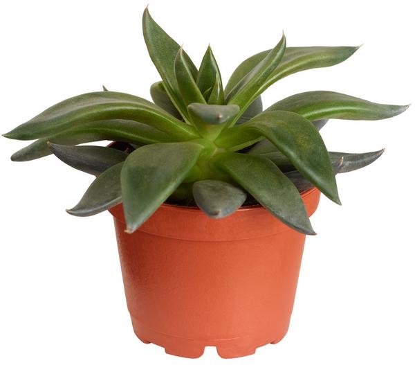 Echeverie - Echeveria Hybride, verschiedene
