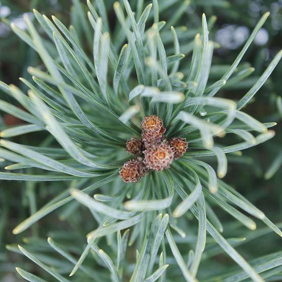Pinus sylvestris Watereri, H : 30/40 cm, ctr 4L