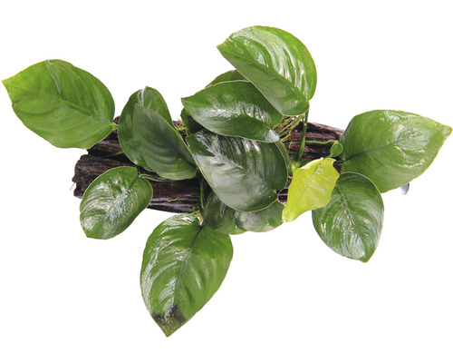 Voedingswortel met dwergspeerblad, rond - Voedingswortel Anubias barteri ca. 16 x 7 x 15 cm