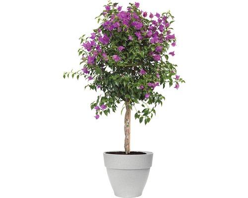 Plantpot Elho Vibia Campana Ø 55 cm grijs
