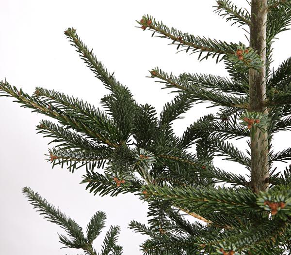 Nordmann-Tanne, ca. 200-250 cm, gesägt