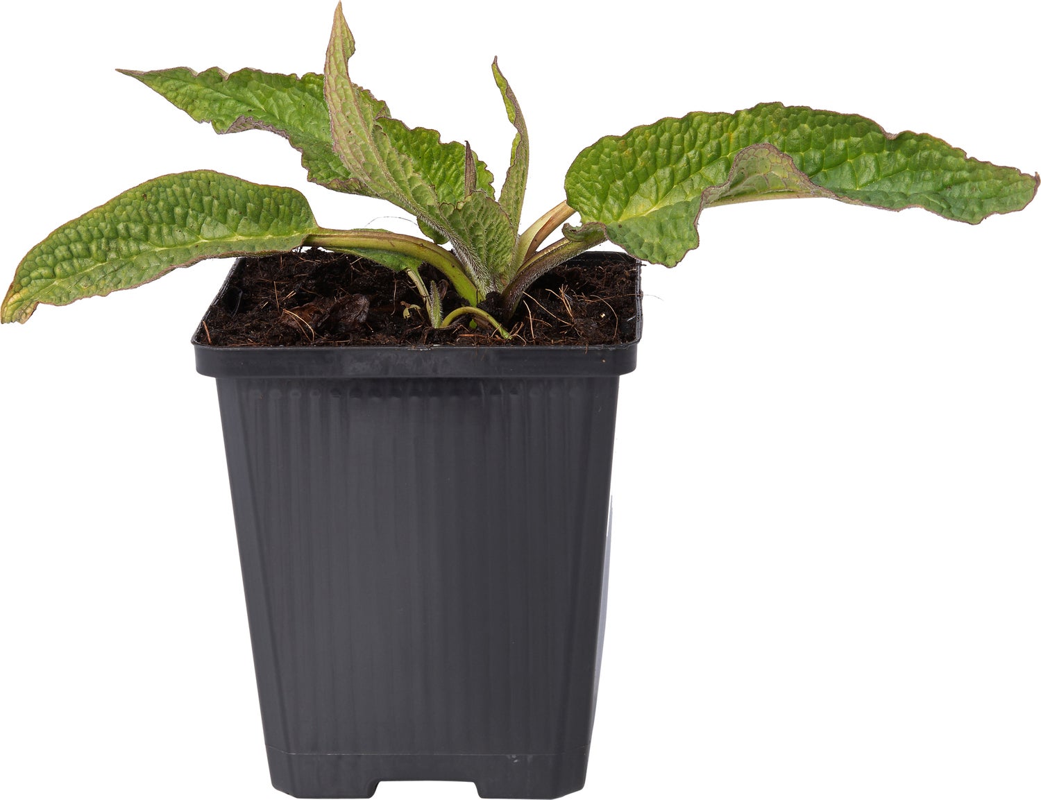 Smeerwortel (Symphytum officinale) D 9 H 10 cm