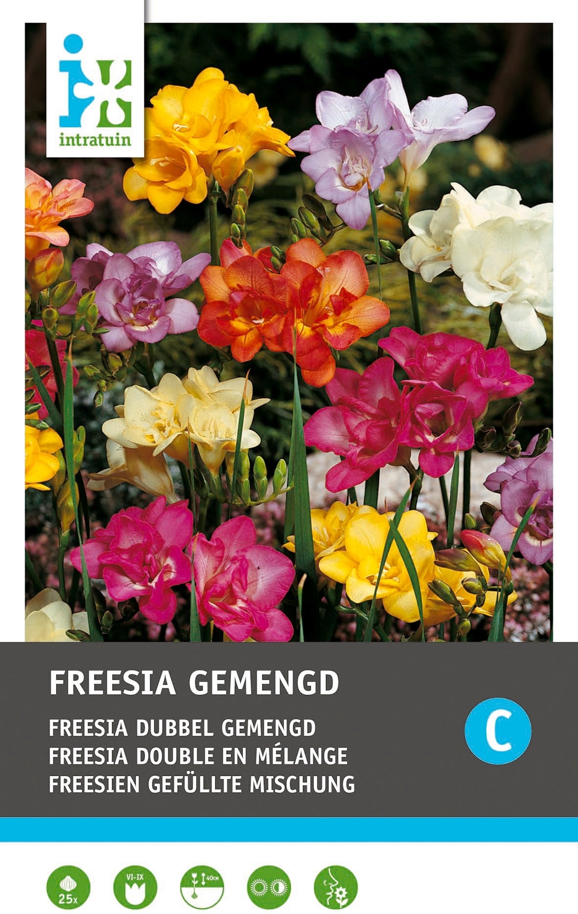 Intratuin bloembollen Freesia dubbel (Freesia) 25 stuks