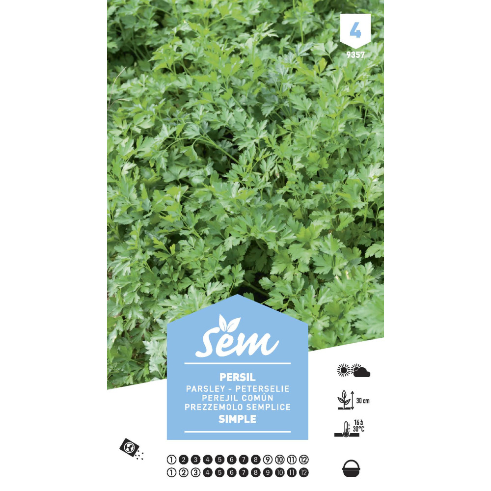 Graines potagères persil simple xxl
